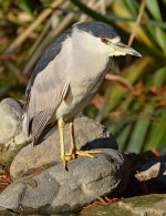 BlackHeron2.jpg