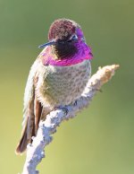 Hummer14.jpg