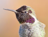 Hummer19.jpg