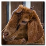 goat1.jpg
