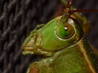 Grasshopper4.jpg