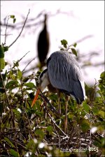 12-15-15 Wakodahatchee  3.jpg