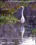 12-15-15 Wakodahatchee  9.jpg