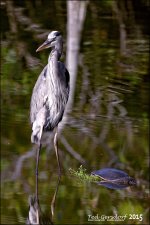12-15-15 Wakodahatchee  10.jpg