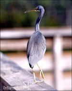 12-15-15 Wakodahatchee  13.jpg
