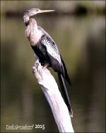 12-15-15 Wakodahatchee  2.jpg