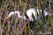 12-15-15 Wakodahatchee  14.jpg