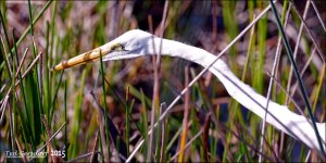 12-15-15 Wakodahatchee  15.jpg