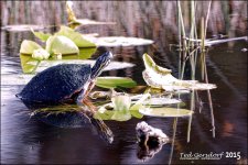 12-15-15 Wakodahatchee  17.jpg