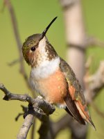 Hummer6.jpg