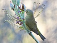 OrangeCrownWarbler.jpg