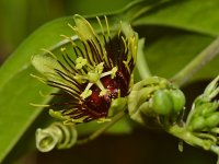 Passiflora.jpg