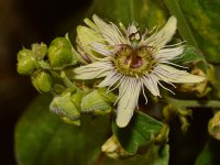 Passiflora3.jpg