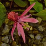 Passiflora4.jpg