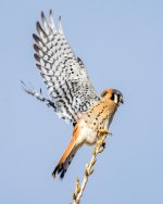 Kestrel-101.jpg