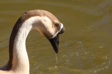 DSC_7118.jpg