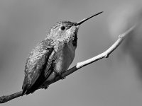 HummerBW.jpg