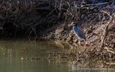 DSC_4590.jpg