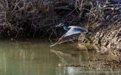 DSC_4591.jpg