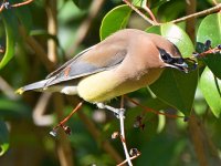 WaxWing14.jpg