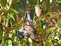 WaxWing5.jpg