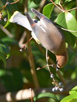 WaxWing13.jpg