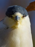 BlackHeron10.jpg