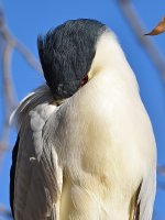 BlackHeron6.jpg