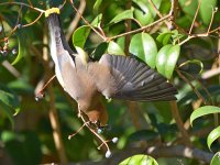 WaxWing12.jpg