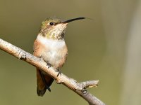 Hummer16.jpg