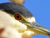 BlackHeron3.jpg