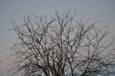 ROY_3214.JPG