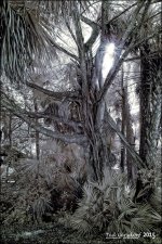 12-16-15 Tradewinds IR   11.jpg