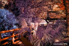 12-16-15 Tradewinds IR   12.jpg