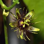 Passiflora.jpg
