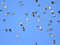 Waxwing.jpg