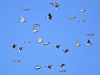 Waxwing2.jpg