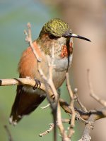 Hummer4.jpg