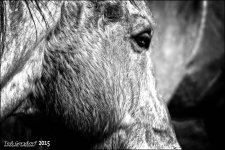 12-16-15 Tradewinds IR   15BW.jpg