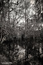 12-17-15 Bonita    6.jpg