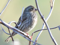Sparrow.jpg