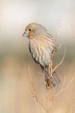 HouseFinch-199.jpg