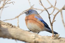 ROY_3310.JPG