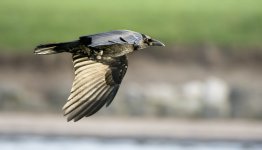 DSC_2768.jpg