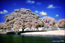 12-16-15 Tradewinds IR   16.jpg