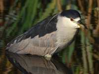 BlackHeron3.jpg