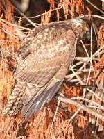Hawk3.jpg