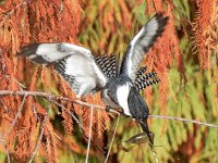 Kingfisher2.jpg