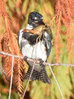 Kingfisher3.jpg