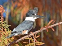 Kingfisher12.jpg